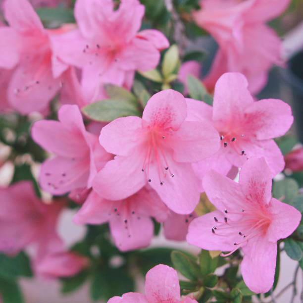 istock rhododendron pink flowers. Blooming bush 698054584
