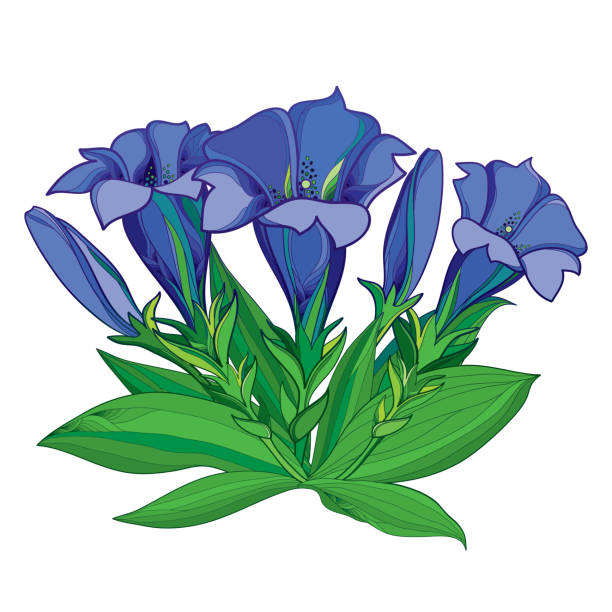 Vector bouquet with outline blue Gentian flower, bud and green leaves isolated on white background. Vector bouquet with outline blue Gentiana or Gentian flower, bud and green leaves isolated on white background. Alpine mountain flower in contour style for summer or herbal medicine design. blue gentian stock illustrations