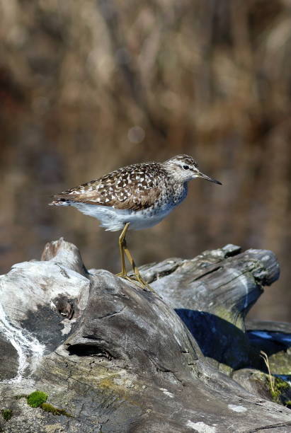 istock Wood sandpiper standing on the old tree 698055812