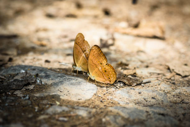 Butterfly in Iguazu National Park in South America