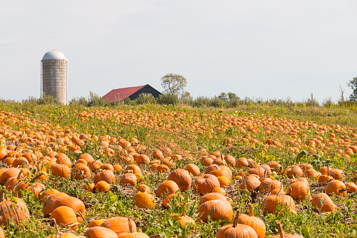 Pumpkin field in a country farm in Kentucky, USA.   Autumn landscape.