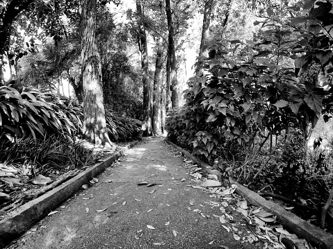 Path through the Aclimação Park in the city of São Paulo in Brazil