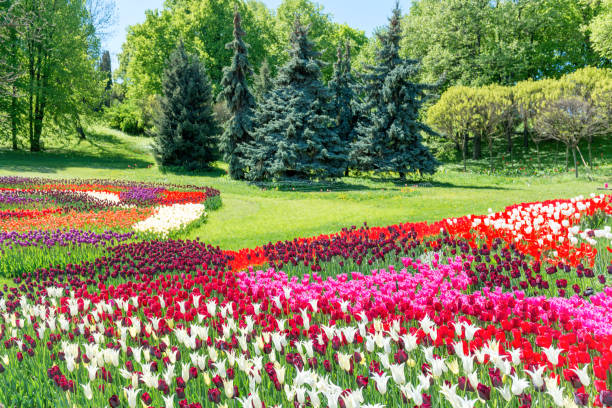 istock Field of tulips in the park 698069164
