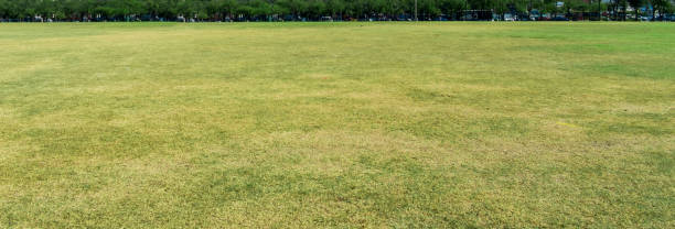 istock Green grass texture and background image photo 698072400