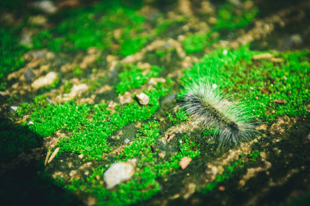 istock Close up Worm on green Moss with sunlight.Selected focus 698072792