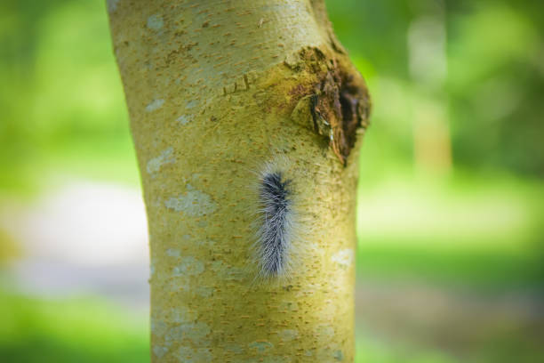 istock Close up Worm hanging down from the tree with sunlight .Selected focus 698072806