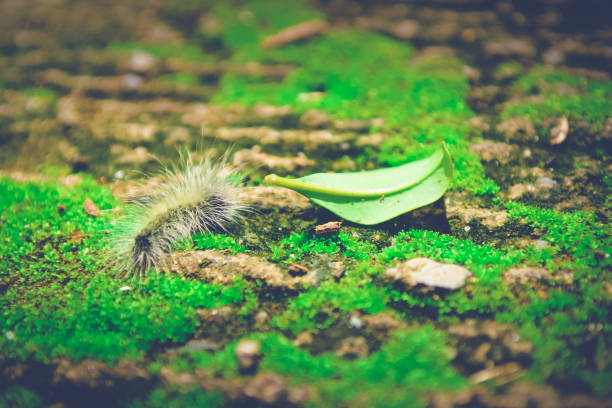 Close up Worm on green Moss with sunlight.Selected focus
