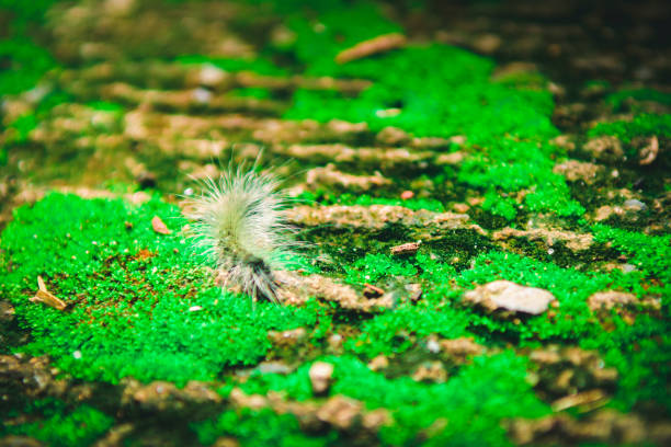 istock Close up Worm on green Moss with sunlight.Selected focus 698072812