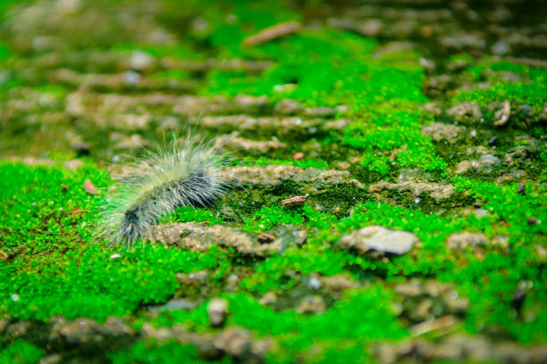 Close up Worm on green Moss with sunlight.Selected focus