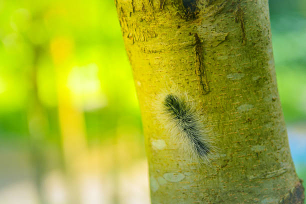 Close up Worm hanging down from the tree with sunlight .Selected focus