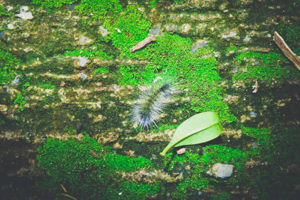 Close up Worm on green Moss with sunlight.Selected focus