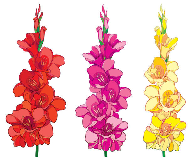 벡터는 빨강, 분홍색 및 노란 디올 꽃 무리와 흰색 절연 설정입니다. - gladiolus stock illustrations