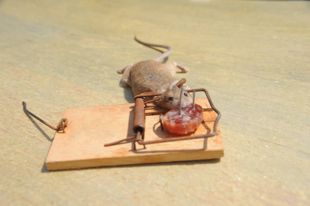 istock Mouse in the mousetratray - Spain 698076616