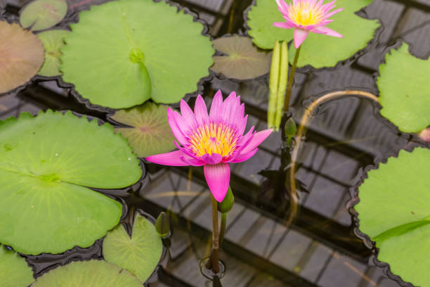 istock pink waterlily in the garden pool 698077590