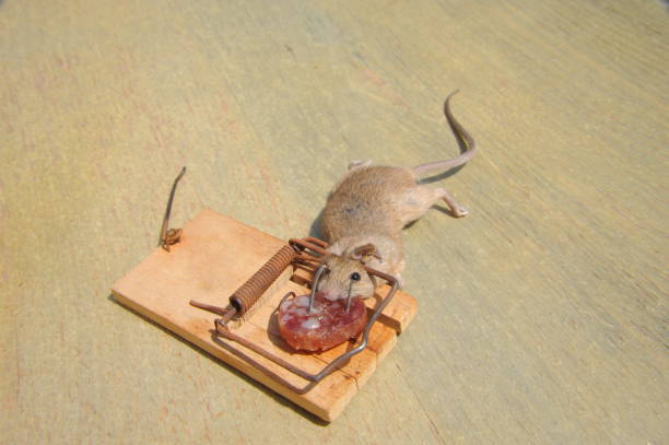 istock Mouse in the mousetratray - Spain 698077636