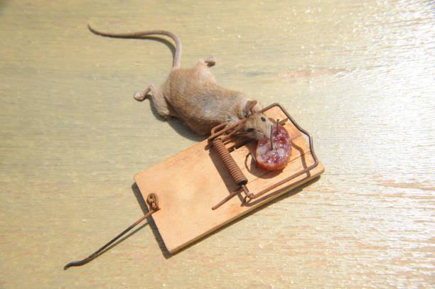 istock Mouse in the mousetratray - Spain 698078908