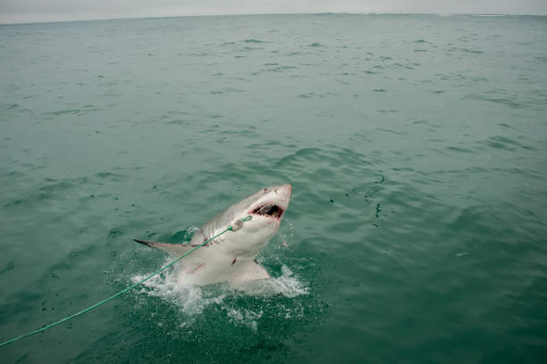 istock Great White Shark attacking bait during cave dive trip, Gansbaai, South Africa 698084336