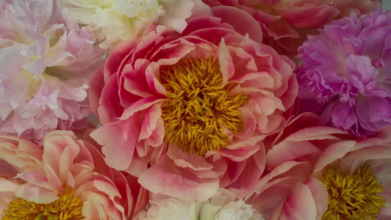 Blooming Peony Flowers. Soft Pastel Colors.