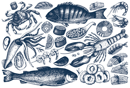 Vector collection of hand drawn Seafood illustration - fresh fish, lobster, crab, oyster, mussel, squid ring, caviar, sushi. Vintage food sketch set. Menu template