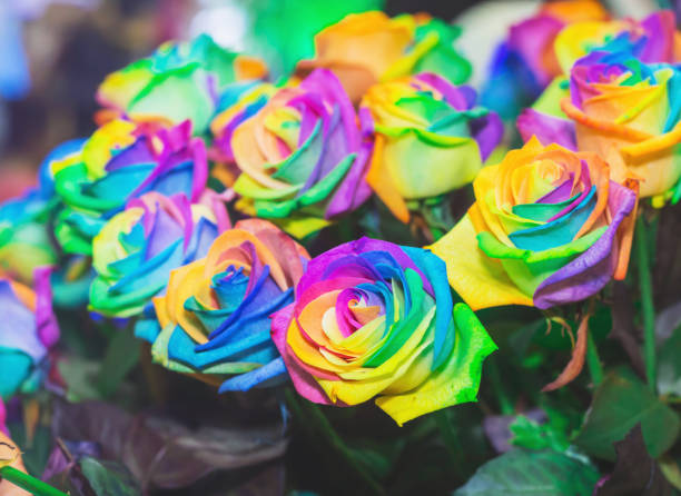 istock beautiful group of rainbow rose 698088400