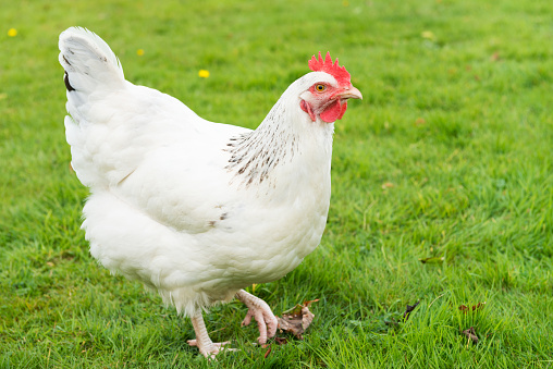 A white free-range hen walking outdoors in fresh grass.