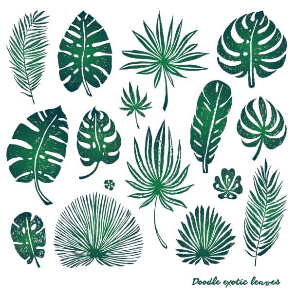 Set of green doodle exotic palm leaves and plants on a white background Set of green doodle exotic palm leaves and plants on a white background. Vector botanical illustration, design elements. zebra plant stock illustrations