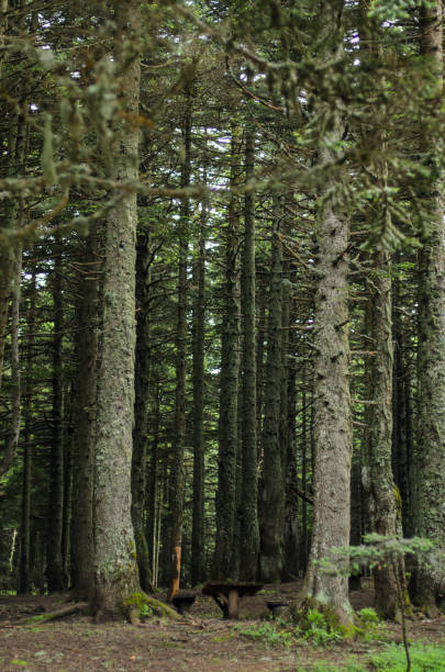 istock Woody texture in the forest 698091526