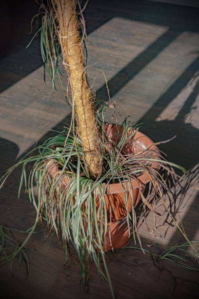 istock Dry potted house potted plant 698096742