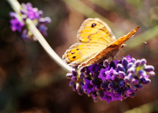 istock Butterfly Resting on the Lavender 698096860