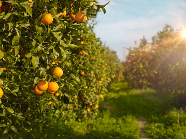 オレンジの木 - tangerine citrus fruit organic orange ストックフォトと画像
