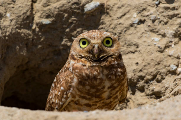 istock Owl at burrow nest in California desert 698107798