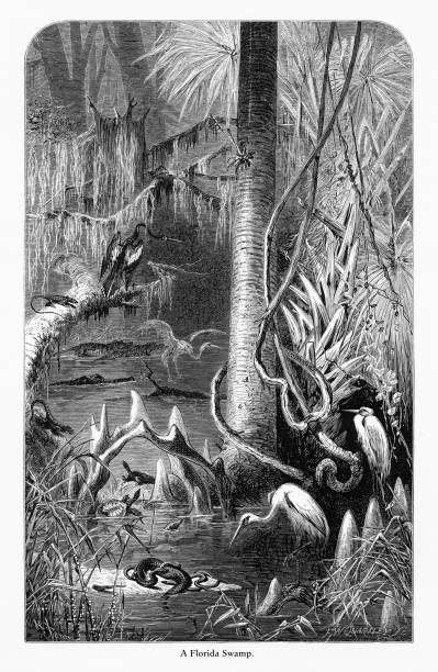 Very Rare, Beautifully Illustrated Antique Engraving of Florida Swamp, Florida, United States, American Victorian Engraving, 1872. Source: Original edition from my own archives. Copyright has expired on this artwork. Digitally restored.