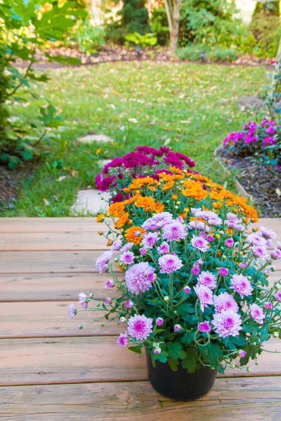 istock Colorful mum flowers in pots. 698110822