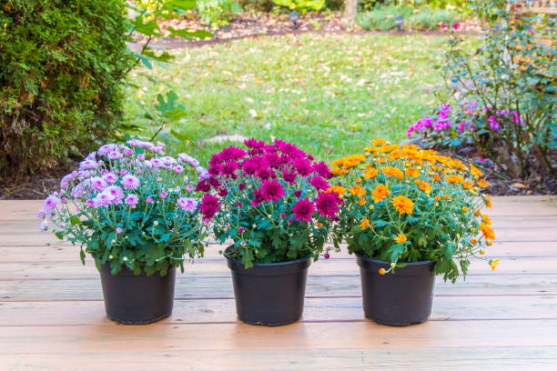 istock Colorful mum flowers in pots. 698110838