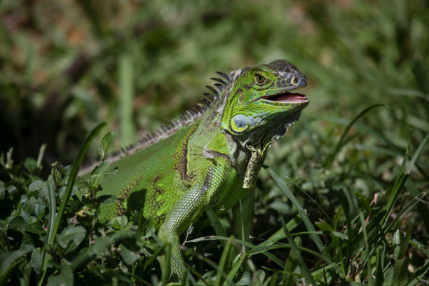Green iguana (Iguana iguana) stock photo