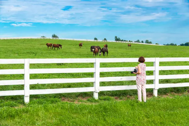 Female photographer taking picture of country landscape with horses.