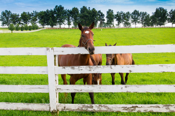 istock Horses at horse farm. 698120386