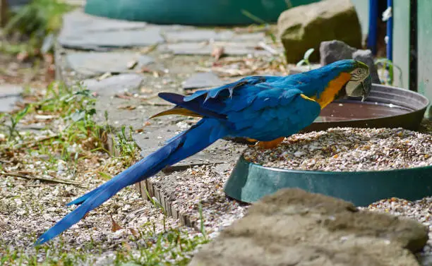 Blue and yellow (Ara ararauna) macaw full body.