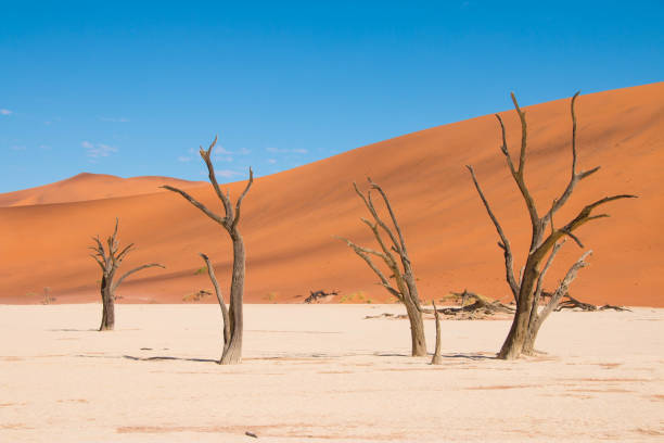 istock Deadvlei in Sossusvlei, Namibia 698130222