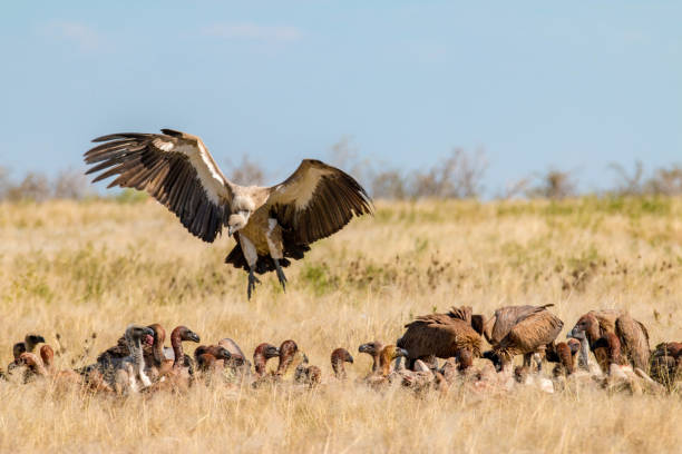 istock Vultures in Etosha National Park, Namibia 698130612
