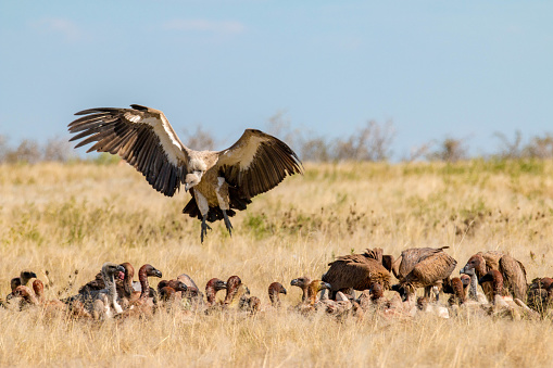 Vultures in Etosha National Park, Namibia