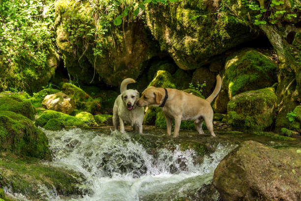istock Golden Retriever in the water 698130660