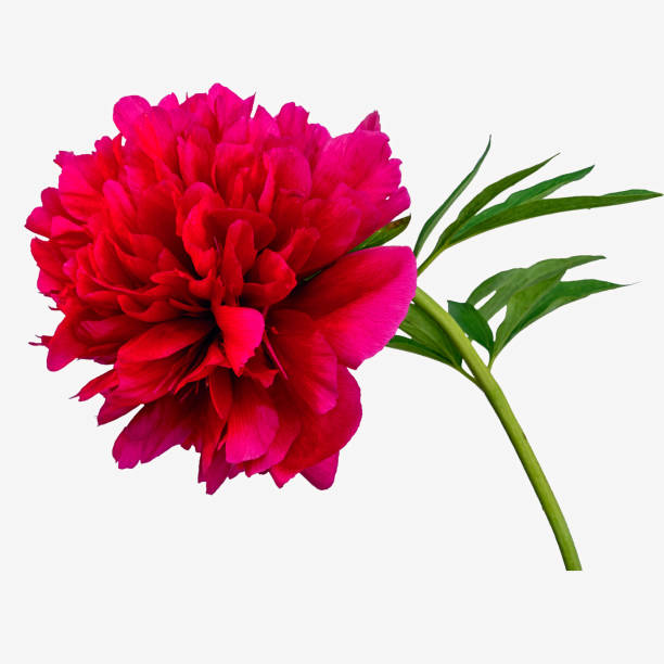 istock pink peony flower with leaves isolated on white background 698130678