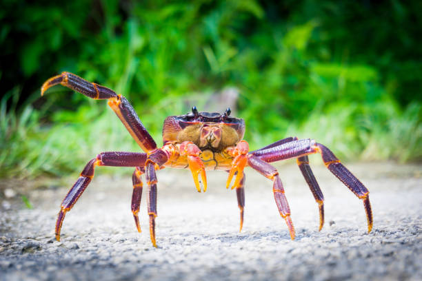 Coconut crab in South Pacific Island Niue. Coconut crab crossing road in South Pacific Island Niue. coconut crab stock pictures, royalty-free photos & images