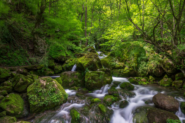 istock River in the mountains of Bulgaria 698131790