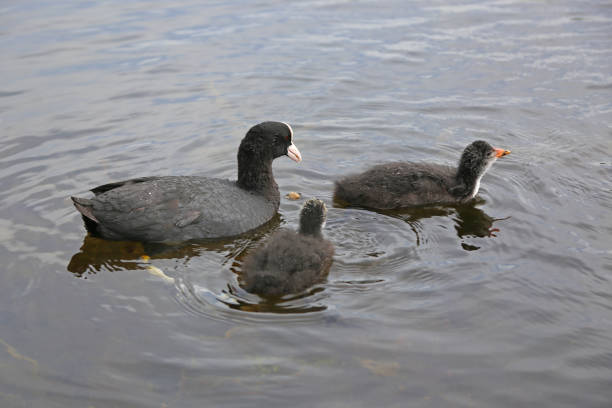 Eurasian Coot (Fulica atra) with a newborn chicks