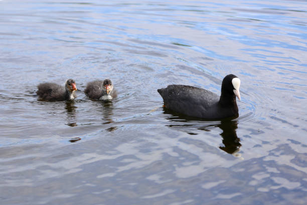 istock Eurasian Coot (Fulica atra) with a newborn chicks 698137568