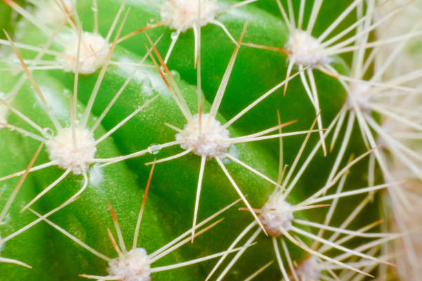 istock close up  macro of a cactus with morning dew on it 698141164