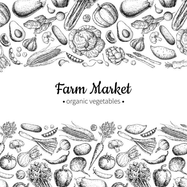 Vegetable hand drawn vintage vector illustration. Farm Market poster. Vegetable hand drawn vintage vector illustration. Farm Market poster. Vegetarian set of organic products. Detailed food drawing. Great for menu, banner, label, flyer ingredient illustration stock illustrations