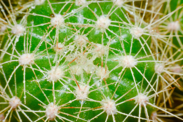 istock close up  macro of a cactus with morning dew on it 698144734